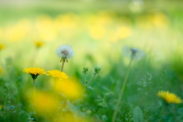 Lets talk about... Dandelion!