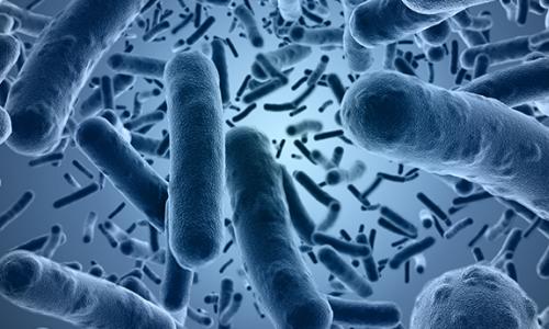 What are Spore Probiotics